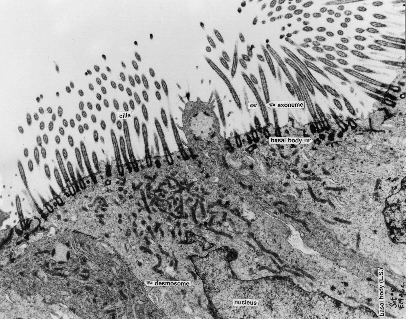 Ciliated Cells 6c zoom in